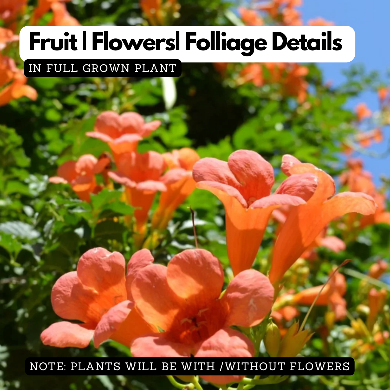 Orange Trumpet Vine / Tecoma (Campsis Radicans) Ornamental / Flowering Live Plant (Home & Garden)