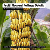 Granil Banana Fruit Live Plant (Home & Garden)