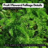 Shatavari / Wild Asparagus Ornamental / Medicinal /  Flowering Live Plant (Home & Garden)