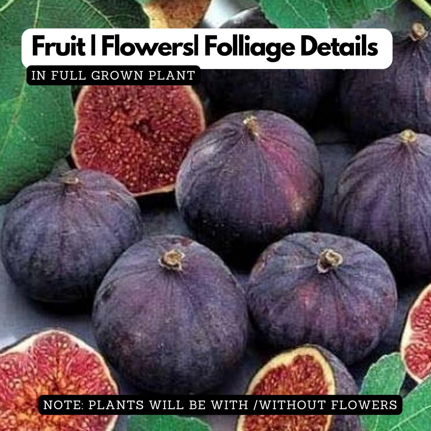 Israel Athi / Anjeer / Israel Fig Fruit Live Plant (Home & Garden)