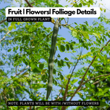 Moringa / Muringa / Drumstick Tree (Moringa oleifera) Fruit/Ornamental/Medicinal/ Live Plant (Home & Garden)