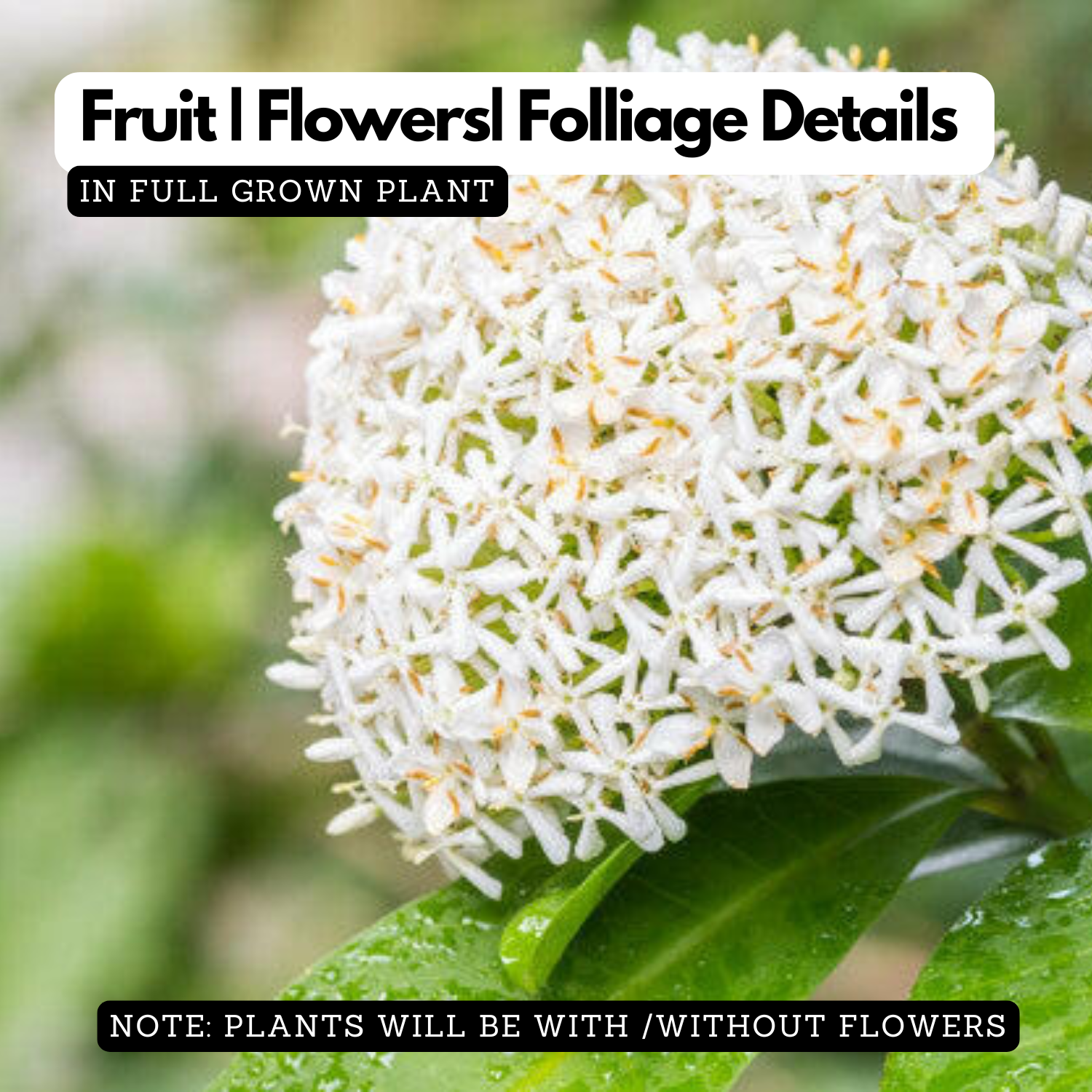 Chetti Flower Vella Chethi/White Ixora(Ixora Coccinea)Ornamental Flowering Live Plan ...