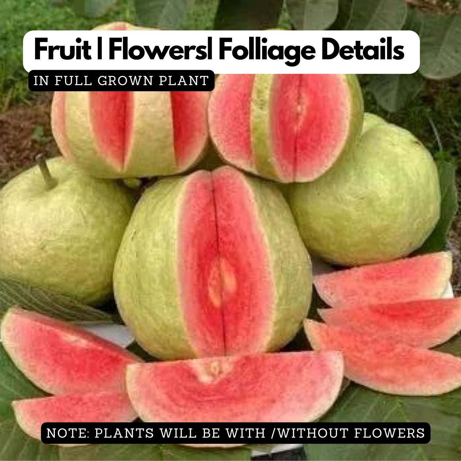 Red Diamond Guava (Grafted) ( Psidium guajava ) Fruit Live Plant (Home & Garden)