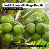 18th Patta Dwarf Fruit Live Plant (Home & Garden)