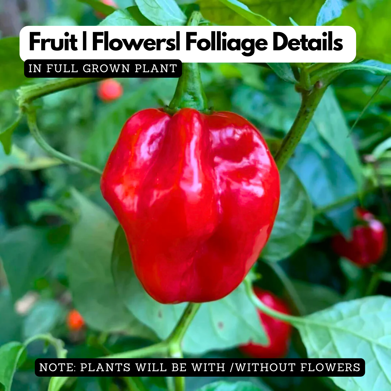 Mali Chilli/Chilly/Pepper/Malabar Chilli Flowering/Ornamental Live Plant (Home & Garden)