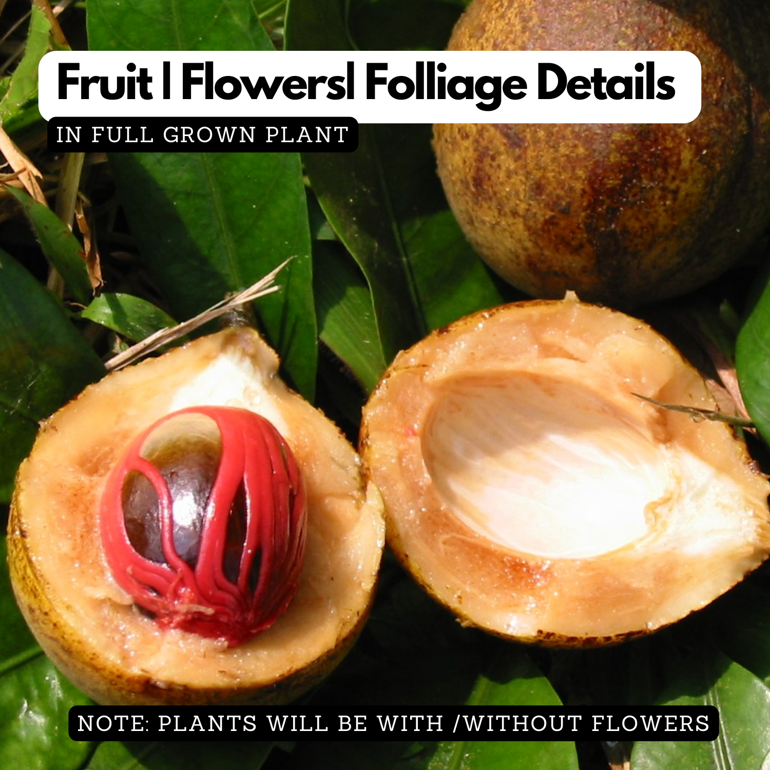 Nutmeg / Jaathi (Seedling) ( Myristica fragrans ) Fruit/Medicinal  Live Plant (Home & Garden)