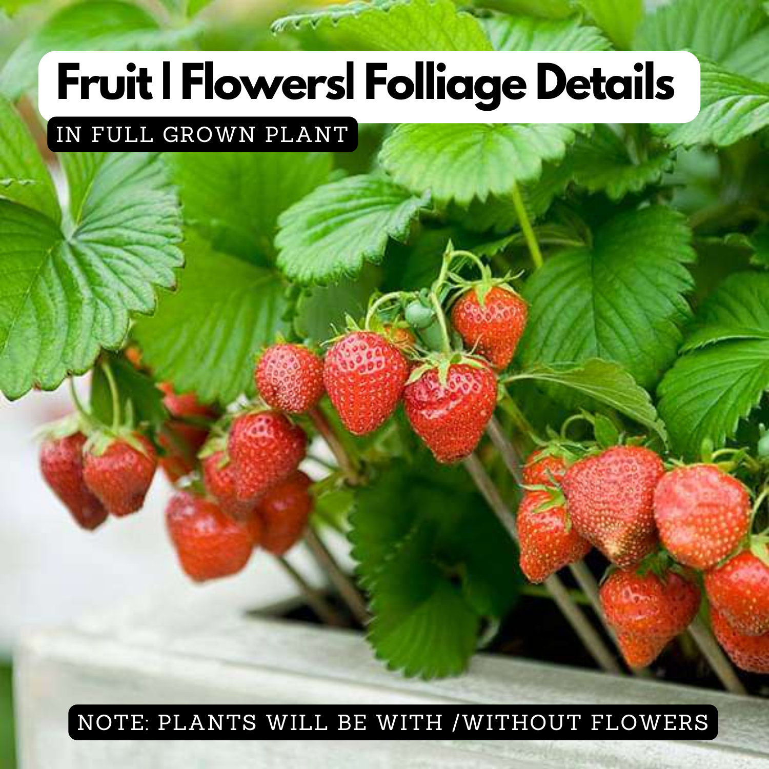 Strawberry (Fragaria X ananassi) Fruit Live Plant (Home & Garden)
