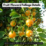 Lemon Vine (Layer) Pereskia aculeata Fruit/Ornamental Live Plant (Home & Garden)