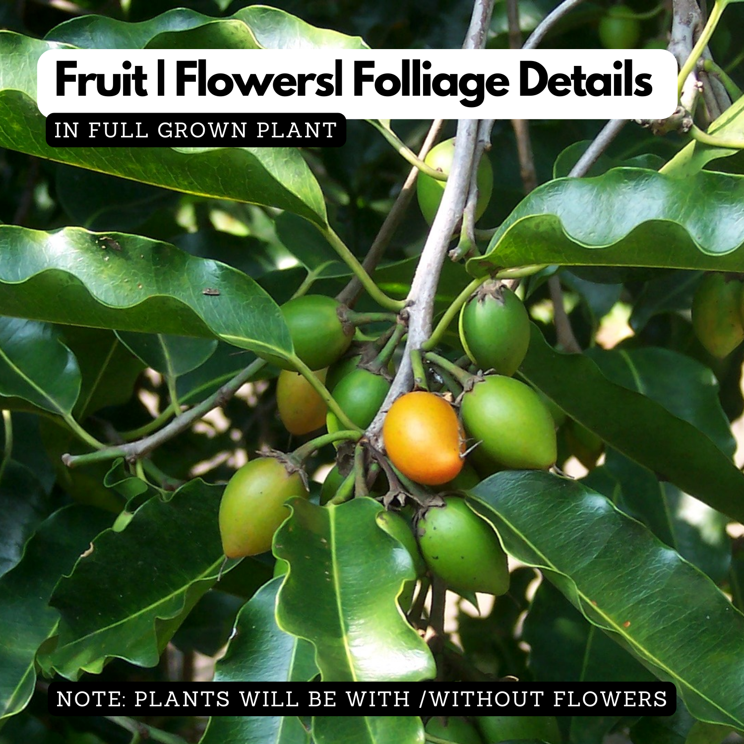 Elanji Plant / Spanish cherry / Maulsari Medicinal Live Plant Home & Garden
