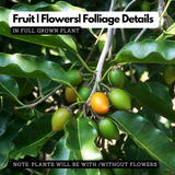 Elanji Plant / Spanish cherry / Maulsari Medicinal Live Plant Home & Garden