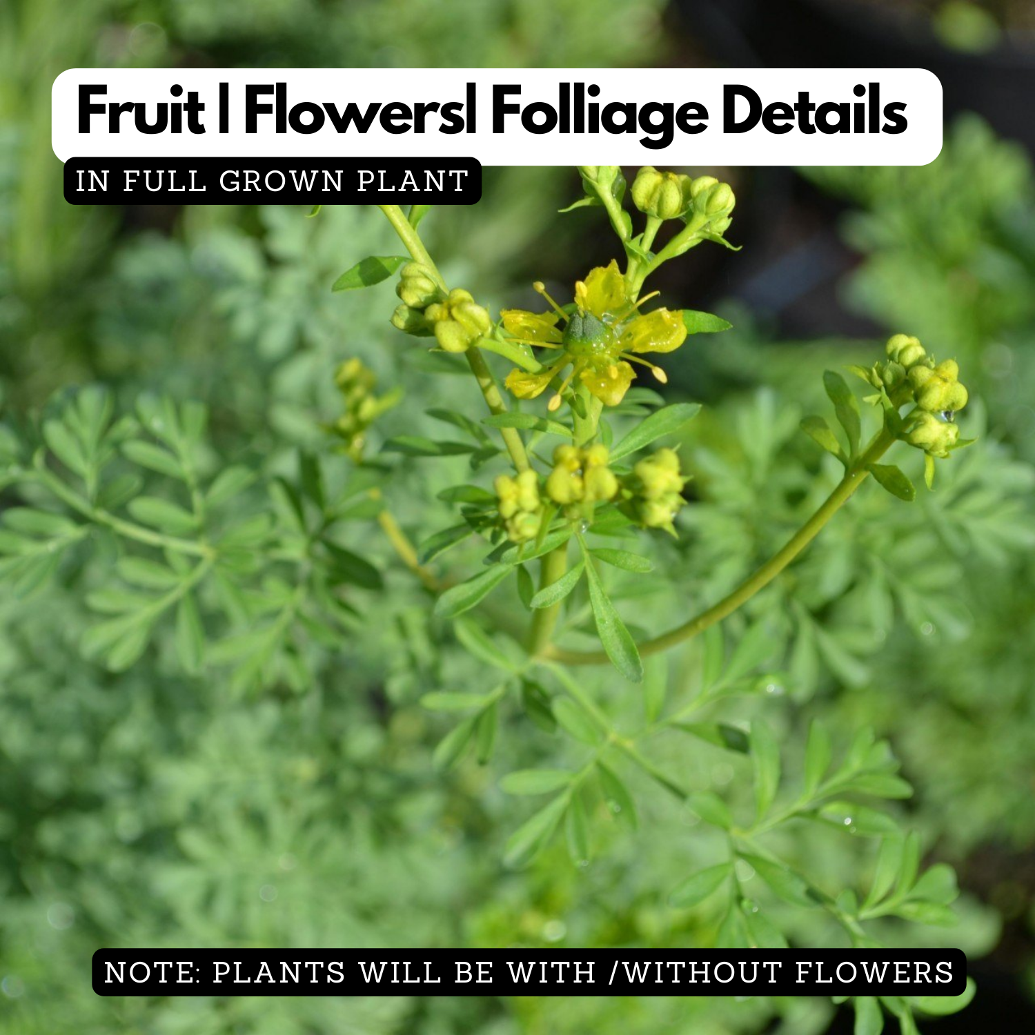 Arutha / Common Rue / Herb-of-Grace (Ruta Graveolens) Medicinal / Flowering Live Plant (Home & Garden)