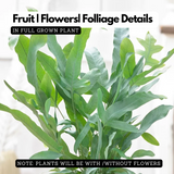 Blue Star Fern (Phlebodium aureum) - Live Plant in pot (Home & Garden)