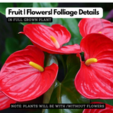 Anthurium Red Flamingo/Flamingo Flower(Anthurium Andraeanum) Flowering/Ornamental Live Plant (Home & Garden)