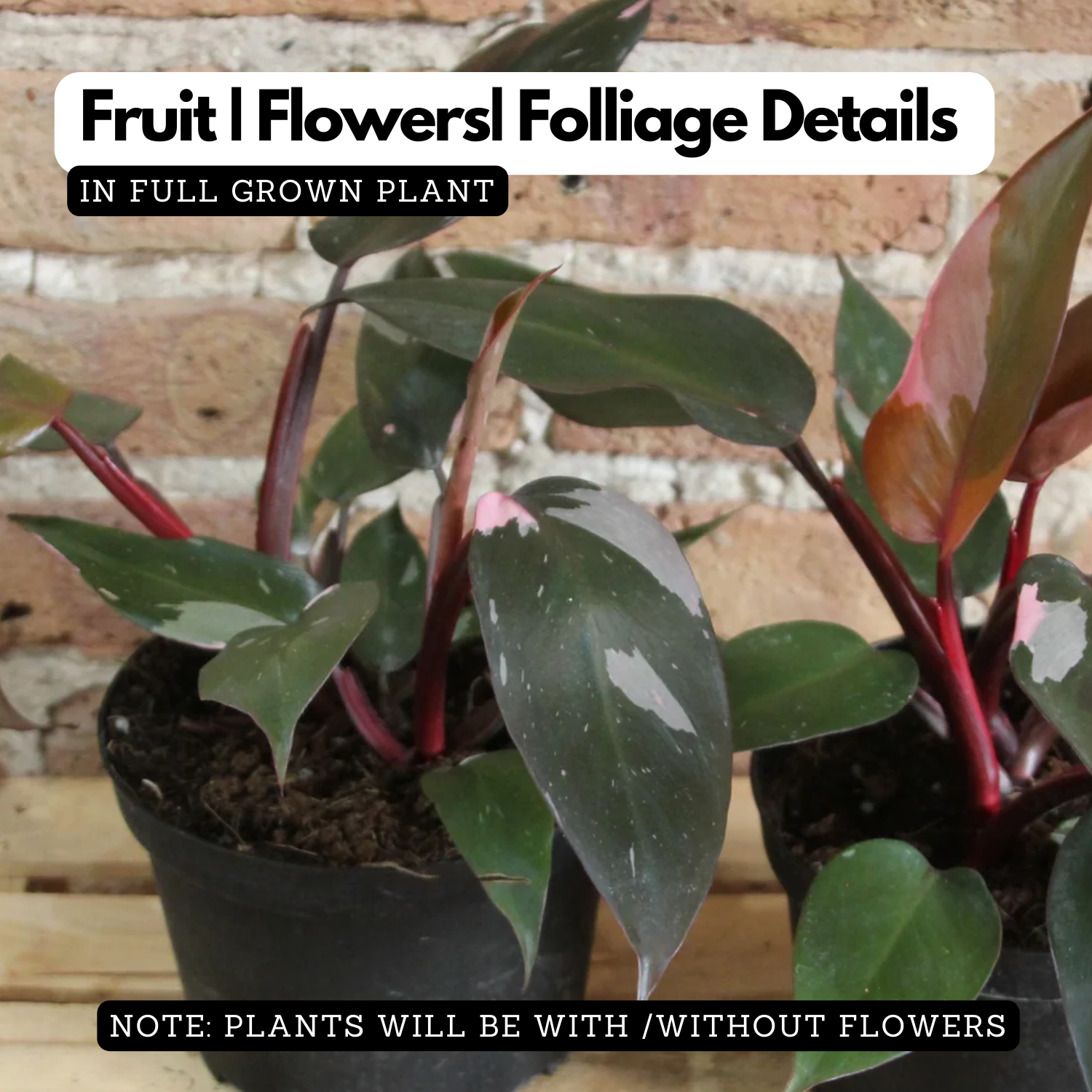 Philodendron Pink Princess - Live Plant (Home & Graden)