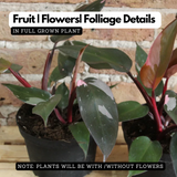 Philodendron Pink Princess - Live Plant (Home & Graden)