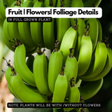 Robusta Banana Fruit Live Plant (Home & Garden)