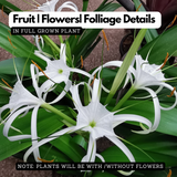 Spider Lilly (Hymenocallis littoralis) Flowering/Ornamental Live Plant (Home & Garden)