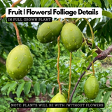 Hugplum Ambazham / Hog Plum / Ambarella (Spondias mombin) Fruit Live Plant (Ho ...