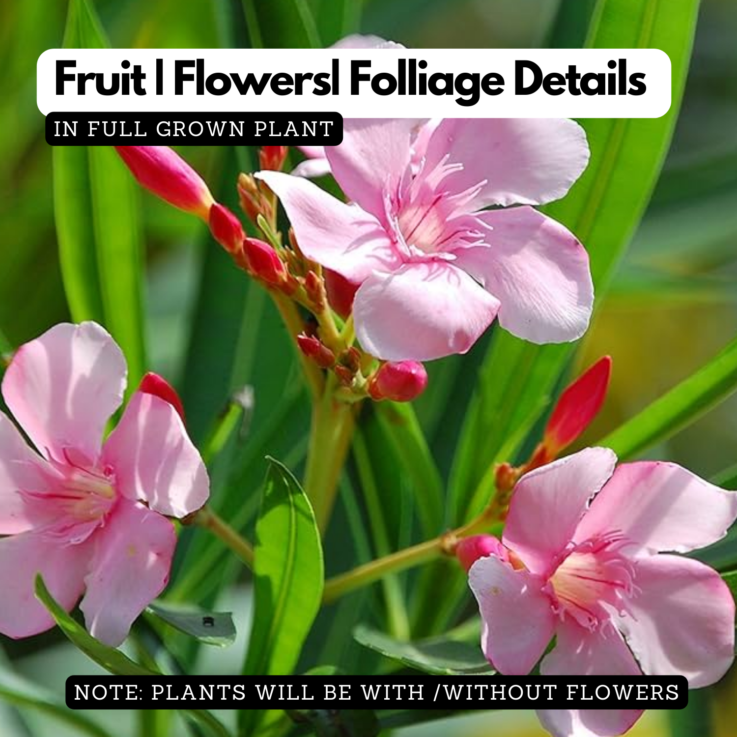 Arali / Nerium Oleander (Pink) Flowering / Ornamental Live Plant (Home & Garden)