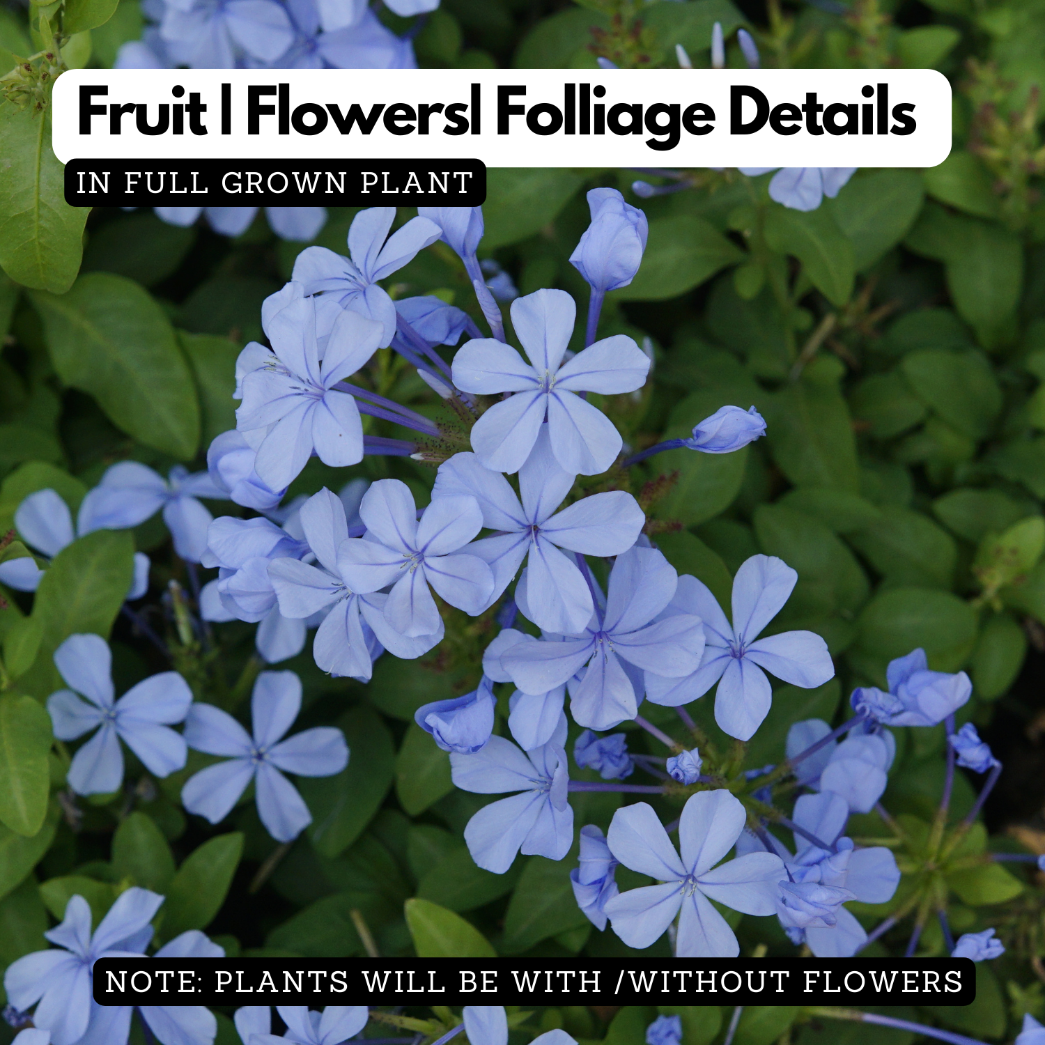 Neela koduveli / Blue Leadwort (Plumbago auriculata) Flowering/Ornamental/Medicinal Live Plant (Home & Garden)