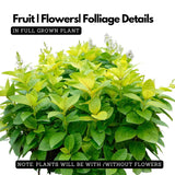 Eranthemum/Kodia Yellow(Pseudoeranthemum reticulatum)  Flowering/Ornamental Live Plant (Home & Garden)