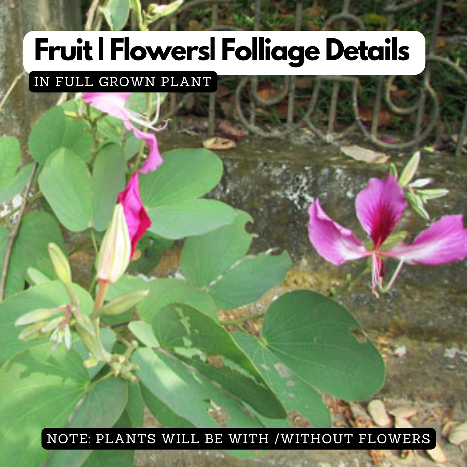 Mandarai Mandaram Violet (Bauhinia Purpurea) Flowering/Ornamental Live Plant (H ...