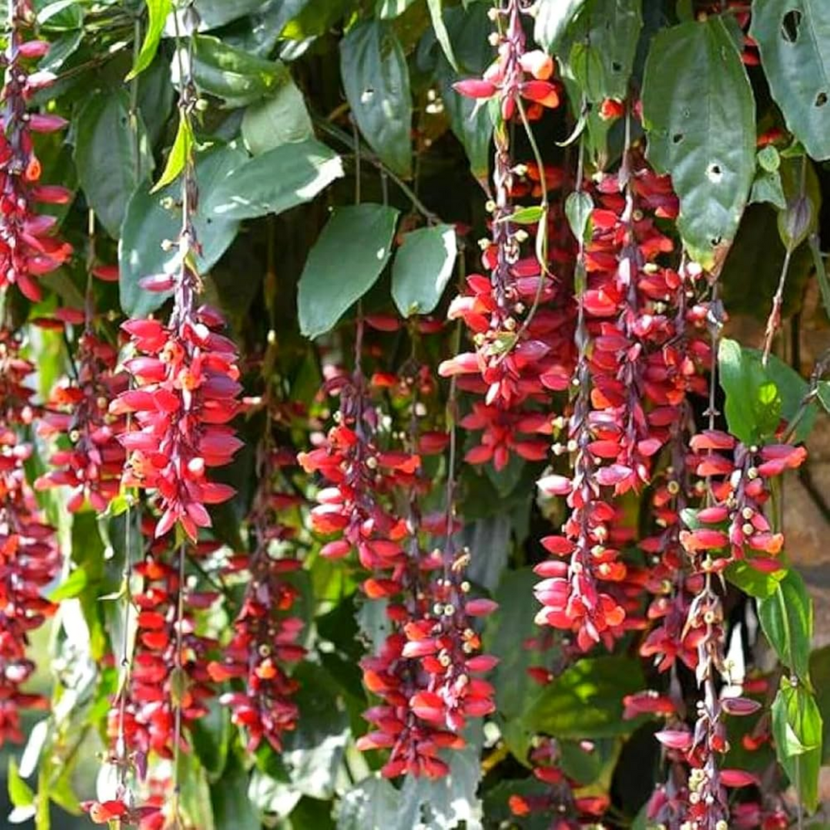 Lady Shoe Flower / Thunbergia mysorensis (Clock Vine, Lady Slipper Vine) Flowering | Ornamental| Medicinal Creeper Live Plant (Home & Garden)