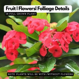 Euphorbia Milii / Christ Plant / Christ Thorn / Crown of Thorns Flowering Live Plant (Home & Garden)