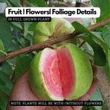 51 Pink Guava ( Psidium guajava ) Fruit Live Plant (Home & Garden)