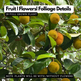 Wild Jackfruit / Anjili Chakka (Artocarpus Hirsutus) (Seedling) Fruit Plant (Home & Garden)