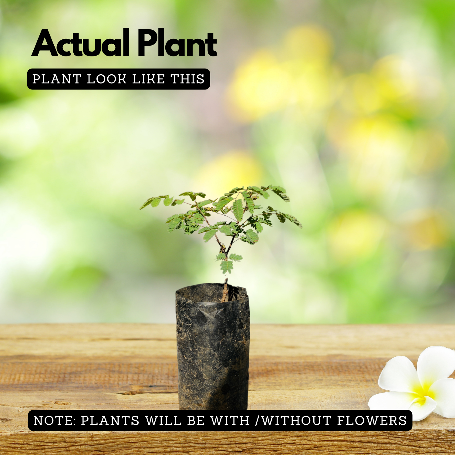 Divi-Divi plant (Libidibia coriaria) Flowering/Ornamental Live Plant (Home & Garden)