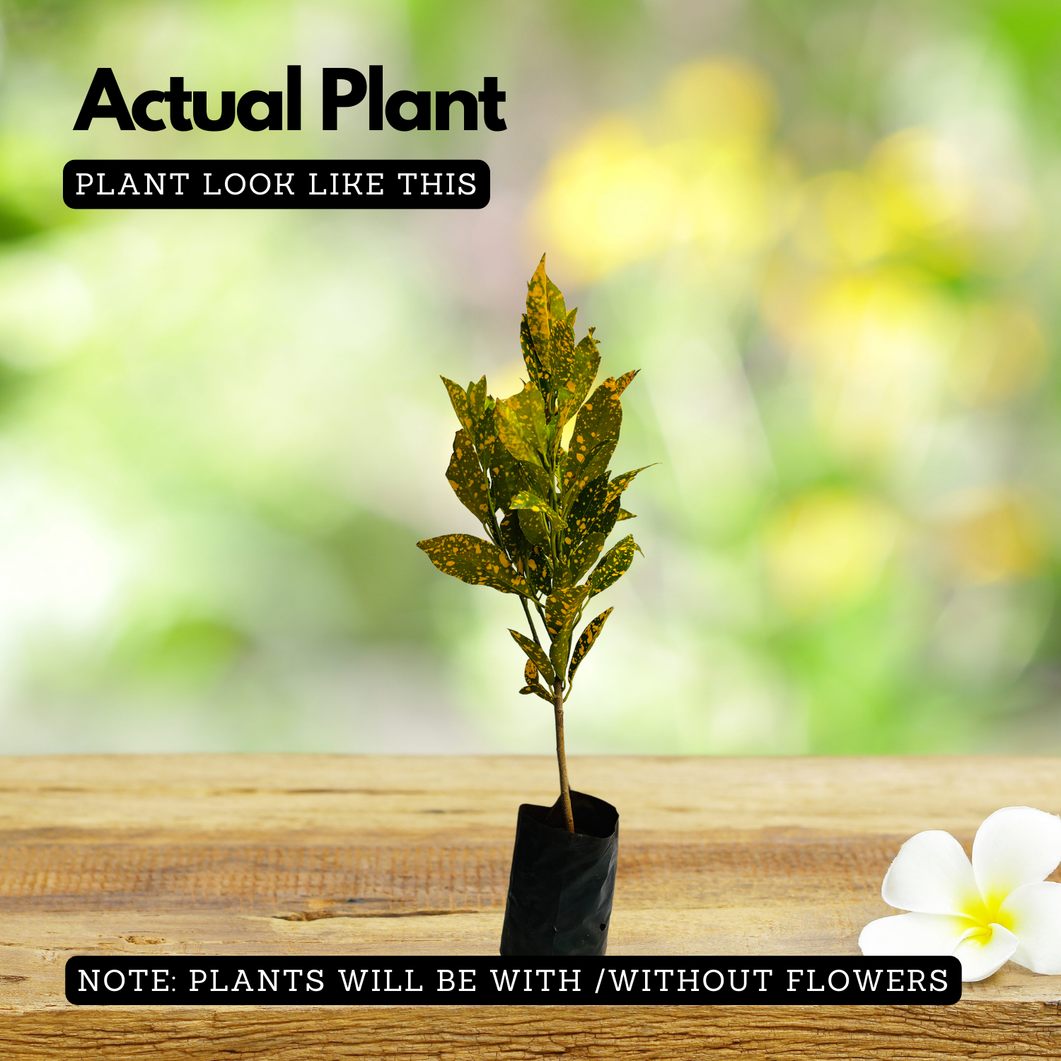 Gold Dust Croton / Codiaeum variegatum Ornamental Live Plant (Home & Garden)