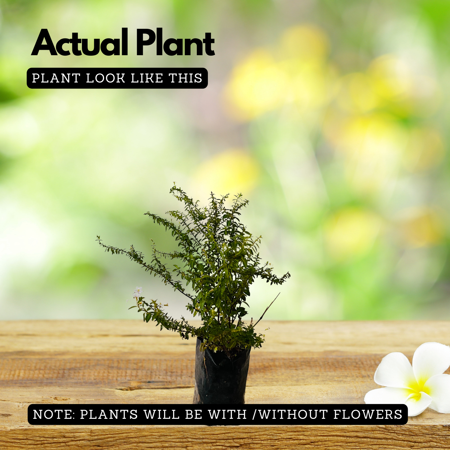 Khufiya Small | Cuphea Hyssopifolia (Kufiya) (White) Mexican Heather | False Heather Flowering/Ornamental Small Live Plant (Home & Garden)