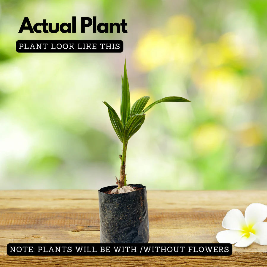 18th Patta Dwarf Fruit Live Plant (Home & Garden)