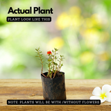 Pathumani Plant / Moss Rose / Portulaca / Ten o'clock flower Flowering Live Plant (Home & Garden)