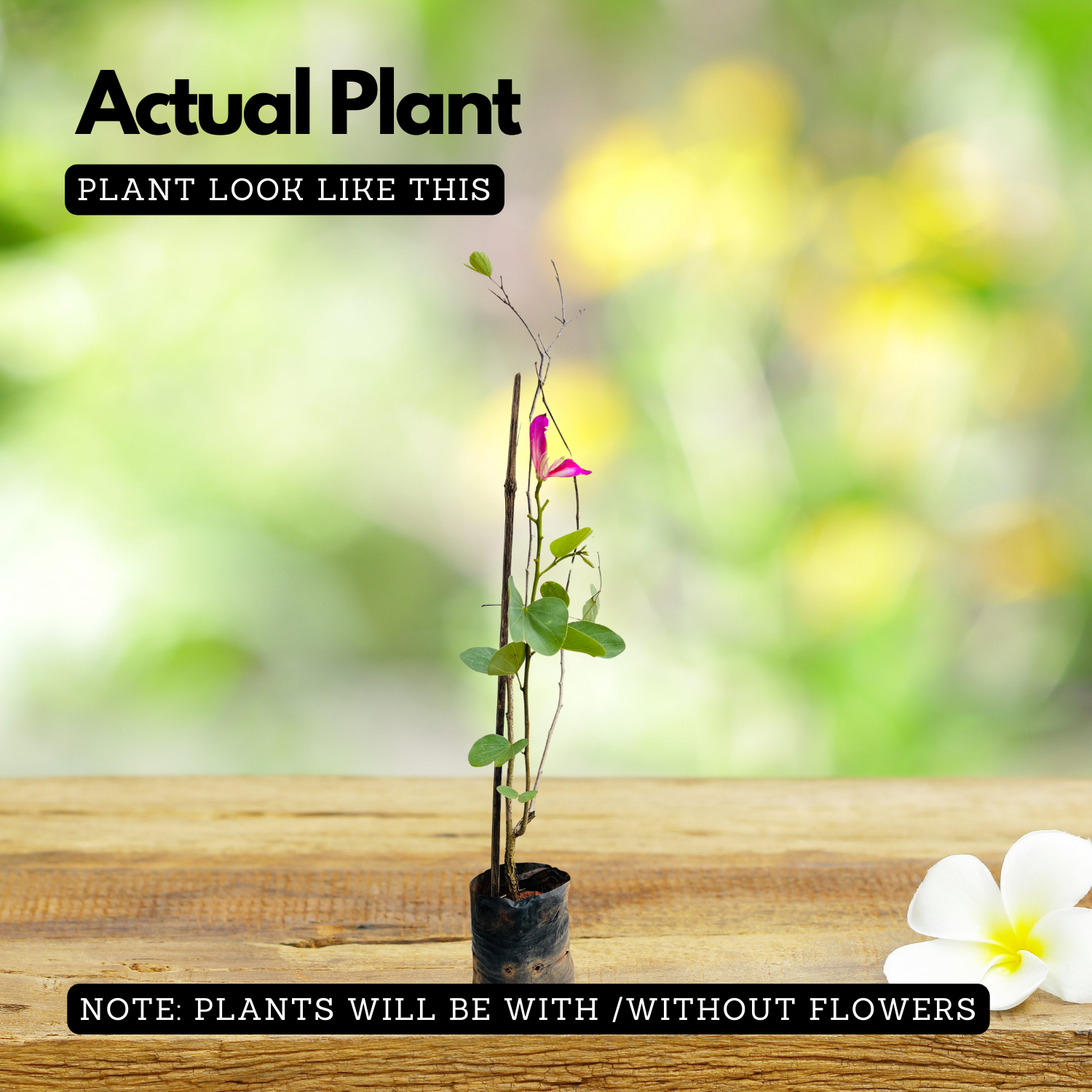 Mandarai Mandaram Violet (Bauhinia Purpurea) Flowering/Ornamental Live Plant (H ...