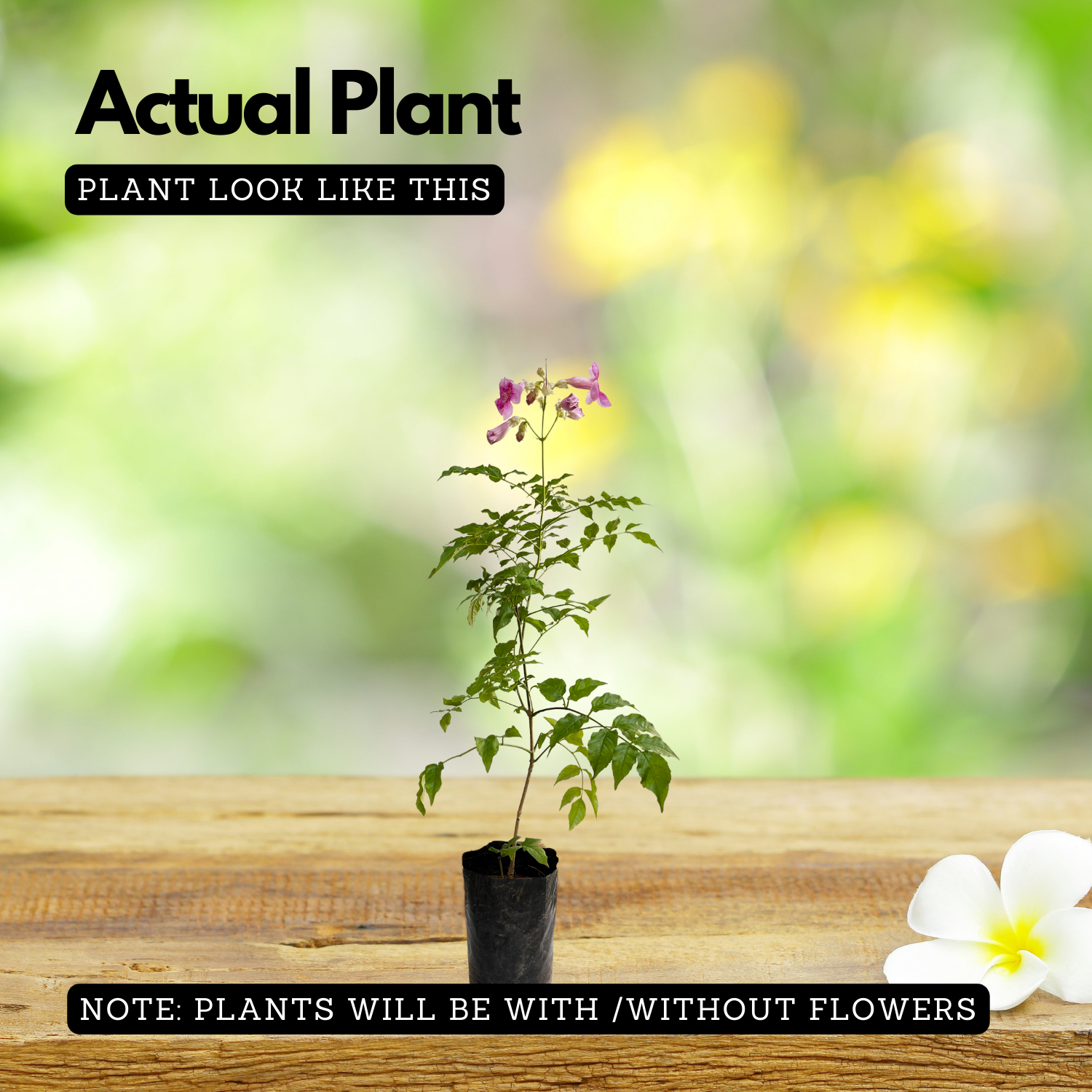 Pink Tecoma / The Cape Honeysuckle (Tecoma capensis) Flowering/Ornamental Live Plant (Home & Garden)