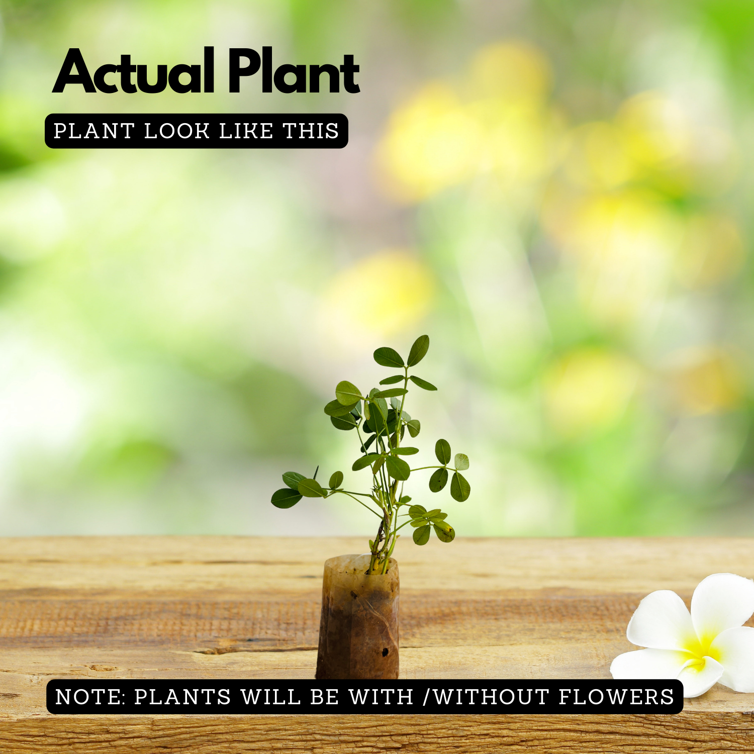 Peanut / Groundnut / Kappalndi (Arachis hypogaea) Fruit Live Plant (Home & Garden)(Pack Of 5)