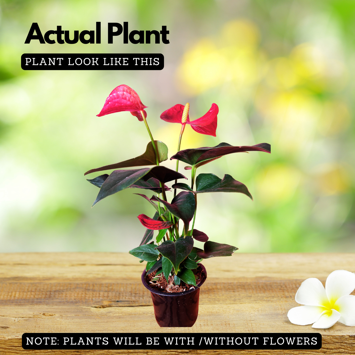 Anthurium Red Flamingo/Flamingo Flower(Anthurium Andraeanum) Flowering/Ornamental Live Plant (Home & Garden)