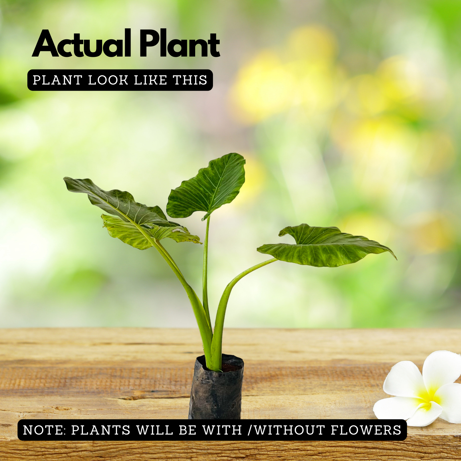 Alocasia Elephant Ear (Alocasia odora)- Live Plant (Home & Garden)