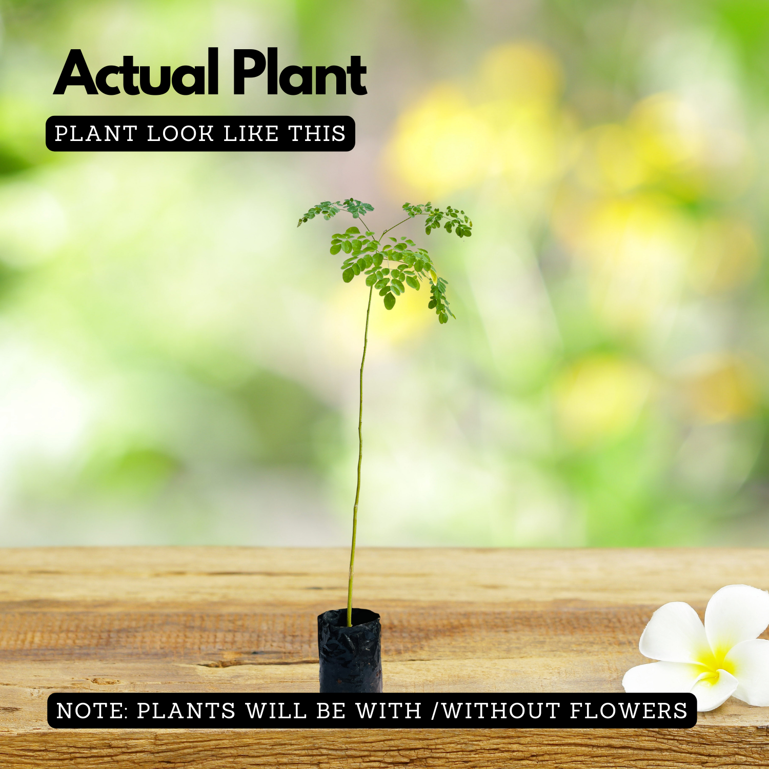 Muuringa Tree Moringa / Muringa / Drumstick Tree (Moringa oleifera) Fruit/Ornamental ...