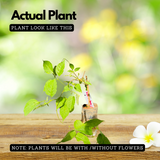 Orange Trumpet Vine / Tecoma (Campsis Radicans) Ornamental / Flowering Live Plant (Home & Garden)