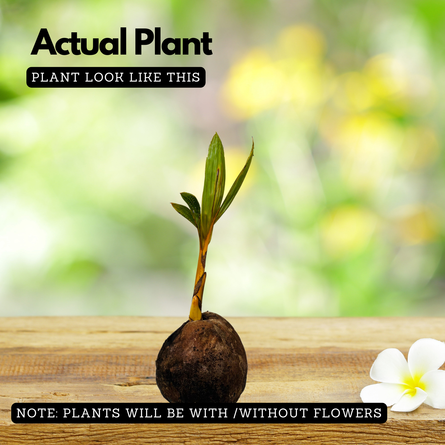 Yellow Coconut / Chenthengu (Cocus nucifera) Fruit Live Plant (Home & Garden)