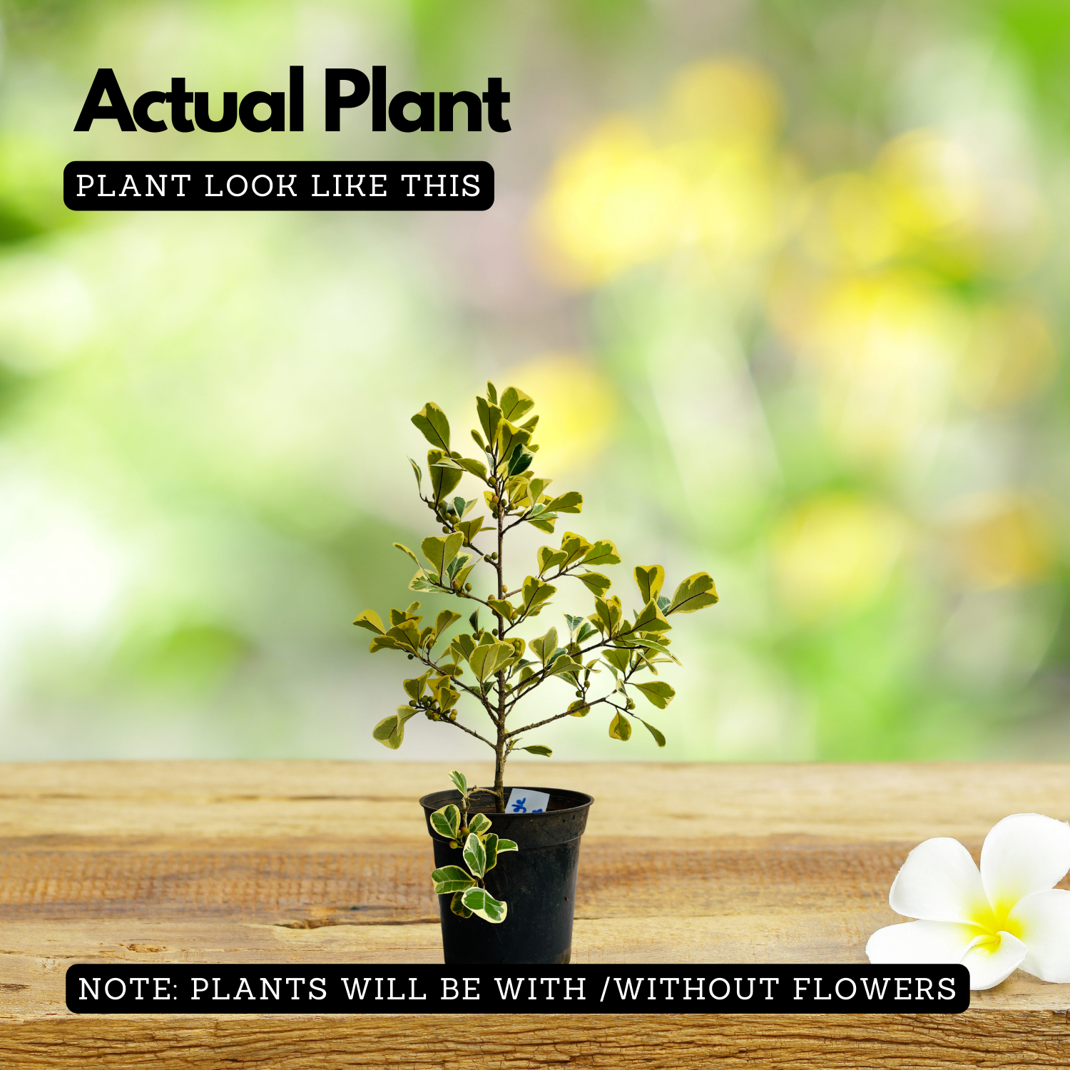 Ficus triangularis 'Variegata' Ornamental Live Plant In Pot (Home & Garden)