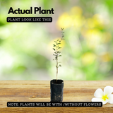 Shami Plant / Vanni Maram (Prosopis Cineraria) Ornamental/Medicinal Live Plant (Home & Garden)