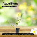 Lantana / Kongini Poo (Any Colour) (Lantana camara) Flowering/Ornamental Live Plant (Home & Garden)