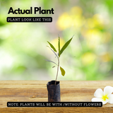 Anali Vegam (Alstonia Venenata) Flowering / Medicinal Live Plant (Home & Garden)