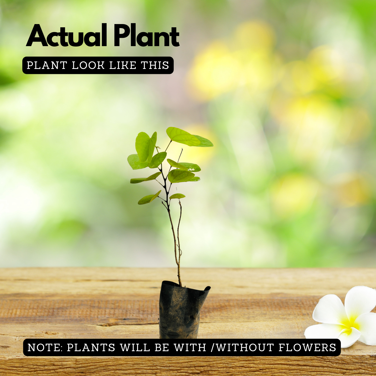 Mandaram White (Bauhinia variegata) Flowering/Ornamental Live Plant (Home & Garden)
