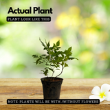 Yellow Tecoma / The Cape Honeysuckle (Tecoma capensis) Flowering/Ornamental Live Plant (Home & Garden)