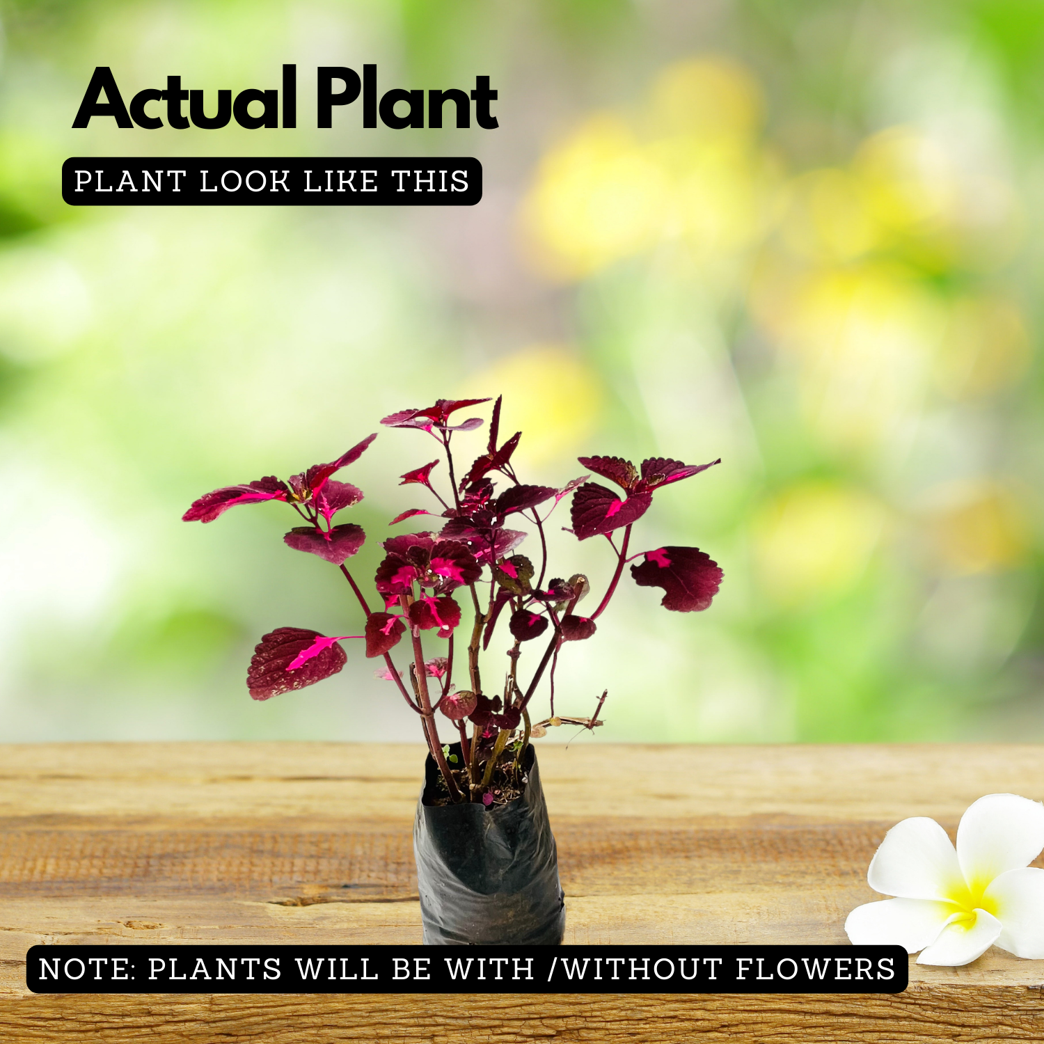 Coleus Plant (Coleus scutellarioides) (Any Colour) Ornamental Live Plant (Home & Garden)